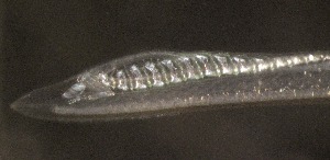  (Branchiostomidae - RCMB0657)  @11 [ ] CreativeCommons  Attribution Non-Commercial (by-nc)  Unspecified Smithsonian Institution