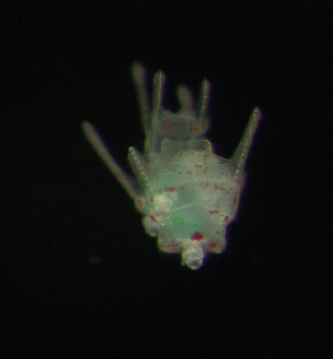  (Echinometra viridis - RCMBAR511)  @11 [ ] CreativeCommons  Attribution Non-Commercial (by-nc)  Unspecified Smithsonian Institution
