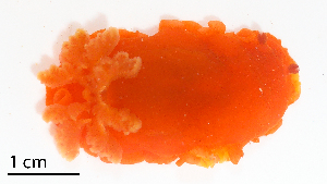  ( - Gast38)  @11 [ ] CreativeCommons Attribution Non Commercial (by nc) (2019) Maycol E. Madrid C. Smithsonian Tropical Research Institute