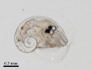  ( - Dubi238)  @11 [ ] CreativeCommons - Attribution Non-Commercial Share-Alike (2019) Maycol Madrid Smithsonian Tropical Research Institute