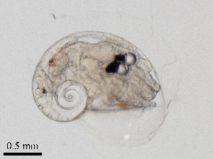  ( - Dubi238)  @11 [ ] CreativeCommons - Attribution Non-Commercial Share-Alike (2019) Maycol Madrid Smithsonian Tropical Research Institute