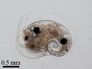  ( - Dubi238)  @11 [ ] CreativeCommons - Attribution Non-Commercial Share-Alike (2019) Maycol Madrid Smithsonian Tropical Research Institute