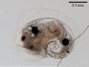  ( - Dubi238)  @11 [ ] CreativeCommons - Attribution Non-Commercial Share-Alike (2019) Maycol Madrid Smithsonian Tropical Research Institute