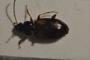  (Bembidion cruciatum baenningeri - TLMF Col. 00110)  @12 [ ] CreativeCommons - Attribution Non-Commercial Share-Alike (2013) Peter Huemer Tiroler Landesmuseum Ferdinandeum