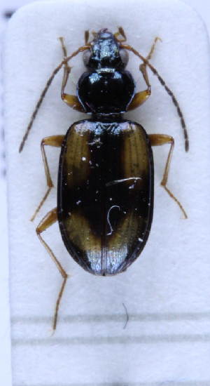  (Bembidion cruciatum - TLMF Col. 00198)  @14 [ ] CreativeCommons - Attribution Non-Commercial Share-Alike (2016) Andreas Eckelt Tiroler Landesmuseum