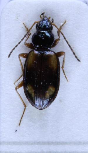  (Bembidion cruciatum baenningeri - TLMF Col. 00200)  @12 [ ] CreativeCommons - Attribution Non-Commercial Share-Alike (2016) Andreas Eckelt Tiroler Landesmuseum