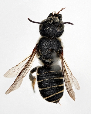  (Megachile spissula - DNA000277)  @15 [ ] Copyright (2015) Osamu Tadauchi Kyushu University