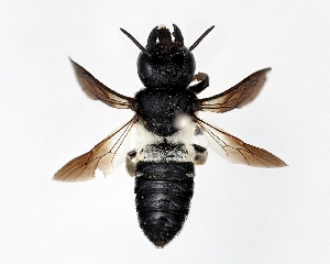  (Megachile disjunctiformis - DNA000279)  @13 [ ] Copyright (2015) Osamu Tadauchi Kyushu University