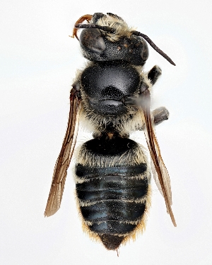  (Megachile igniscopata - DNA000281)  @15 [ ] Copyright (2015) Osamu Tadauchi Kyushu University