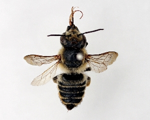  (Megachile remota - DNA000285)  @15 [ ] Copyright (2015) Osamu Tadauchi Kyushu University