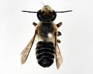  (Megachile humilis - DNA000290)  @13 [ ] Copyright (2015) Osamu Tadauchi Kyushu University