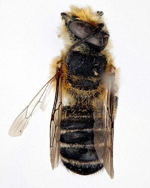  (Megachile asahinai - DNA000328)  @14 [ ] Copyright (2015) Osamu Tadauchi Kyushu University