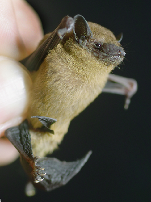  ( - ZMMU S-188184)  @13 [ ] Copyright (2011) Sergei Kruskop Zoological Museum of Moscow University