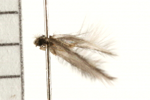  (Hydroptila XZ sp. AB1 - 08ABCAD-0225)  @13 [ ] CreativeCommons - Attribution (2008) CBG Photography Group Centre for Biodiversity Genomics