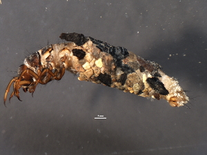  ( - 08ABCAD-0262)  @13 [ ] CreativeCommons - Attribution (2009) CBG Photography Group Centre for Biodiversity Genomics