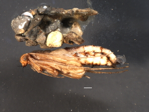  ( - 08ABCAD-0264)  @13 [ ] CreativeCommons - Attribution (2009) CBG Photography Group Centre for Biodiversity Genomics