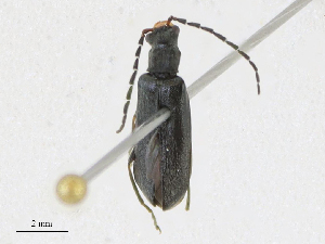  ( - CBG-A21628-C09)  @11 [ ] CreativeCommons - Attribution Share - Alike (2024) CBG Photography Group Centre for Biodiversity Genomics