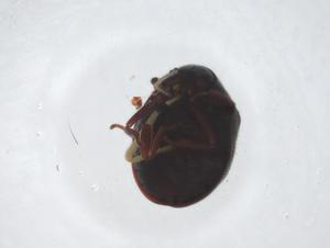  ( - CBG-A24013-E03)  @11 [ ] CreativeCommons - Attribution Share - Alike (2023) Centre for Biodiversity Genomics Centre for Biodiversity Genomics