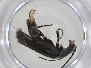  ( - CBG-A24584-G09)  @11 [ ] CreativeCommons - Attribution Share - Alike (2023) Centre for Biodiversity Genomics Centre for Biodiversity Genomics