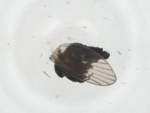  (Pericoma signata - CBG-A24597-C07)  @11 [ ] CreativeCommons - Attribution Share - Alike (2023) Centre for Biodiversity Genomics Centre for Biodiversity Genomics