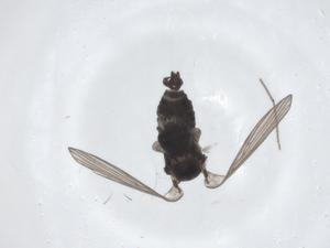  ( - CBG-A24598-D10)  @11 [ ] CreativeCommons - Attribution Share - Alike (2023) Centre for Biodiversity Genomics Centre for Biodiversity Genomics