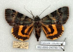  (Catocala columbina - 662-0000-290780-TA)  @15 [ ] Copyright (2008) Robert J. Borth Research Collection of Robert J. Borth
