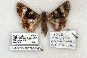  (Melipotis perpendicularis - 724-8598-280795-WI)  @13 [ ] Copyright (2008) Robert J. Borth Research Collection of Robert J. Borth