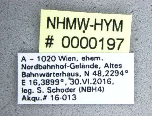  ( - NHMW-HYM 197)  @11 [ ] Unspecified (default): All Rights Reserved (2017) Unspecified Natural History Museum Vienna