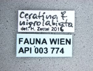  ( - NHMW-HYM 197)  @11 [ ] Unspecified (default): All Rights Reserved (2017) Unspecified Natural History Museum Vienna