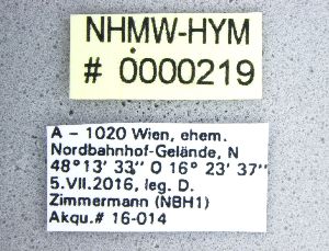  ( - NHMW-HYM 219)  @12 [ ] CreativeCommons  Attribution Non-Commercial (by-nc) (2017) Unspecified Natural History Museum Vienna