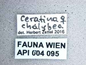  ( - NHMW-HYM 219)  @12 [ ] CreativeCommons  Attribution Non-Commercial (by-nc) (2017) Unspecified Natural History Museum Vienna