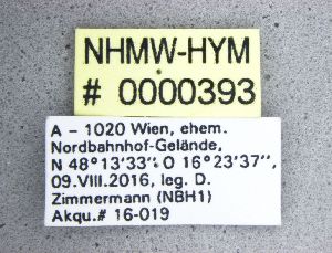  ( - NHMW-HYM 393)  @11 [ ] Unspecified (default): All Rights Reserved (2017) Unspecified Natural History Museum Vienna