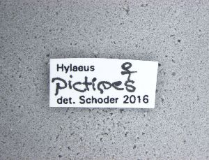  ( - NHMW-HYM 393)  @11 [ ] Unspecified (default): All Rights Reserved (2017) Unspecified Natural History Museum Vienna