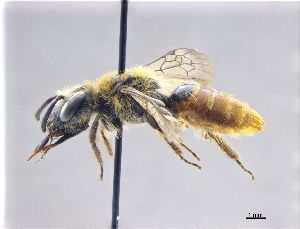  (Andrena marginata - NHMW-HYM 1988)  @15 [ ] Unspecified (default): All Rights Reserved (2017) Unspecified Natural History Museum Vienna