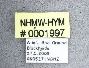  ( - NHMW-HYM 1997)  @11 [ ] Unspecified (default): All Rights Reserved (2017) Unspecified Natural History Museum Vienna