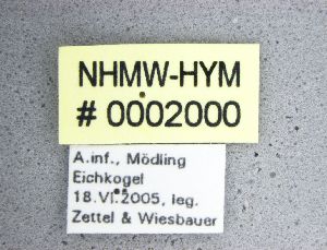  ( - NHMW-HYM 2000)  @11 [ ] Unspecified (default): All Rights Reserved (2017) Unspecified Natural History Museum Vienna