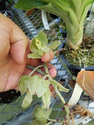  (Clowesia russelliana - ORDNA00145)  @11 [ ] Copyright (2019) Unspecified Atlanta Botanical Garden