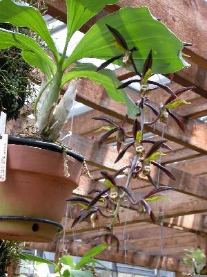  (Catasetum saccatum - ORDNA00147)  @11 [ ] Copyright (2019) Unspecified Atlanta Botanical Garden