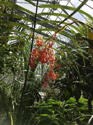  (Epidendrum embreei - ORDNA00194)  @11 [ ] Copyright (2019) Unspecified Atlanta Botanical Garden