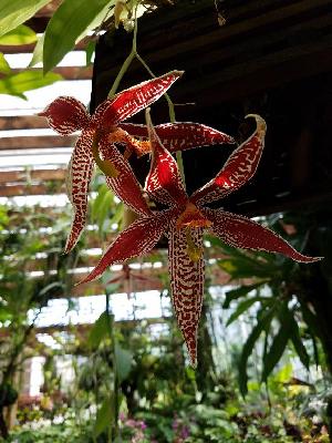  ( - BB24)  @11 [ ] Copyright (2019) Unspecified Atlanta Botanical Garden