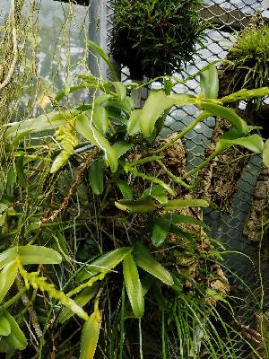  (Epidendrum rigidum - ORDNA00128)  @11 [ ] Copyright (2019) Unspecified Atlanta Botanical Garden