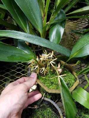  (Maxillaria hennisiana - BB51)  @11 [ ] Copyright (2019) Unspecified Atlanta Botanical Garden