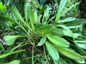  (Masdevallia filaria - ORDNA00796)  @11 [ ] Copyright (2019) Unspecified Atlanta Botanical Garden