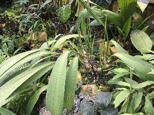  (Peristeria elata - ORDNA00893)  @11 [ ] Copyright (2019) Unspecified Atlanta Botanical Garden