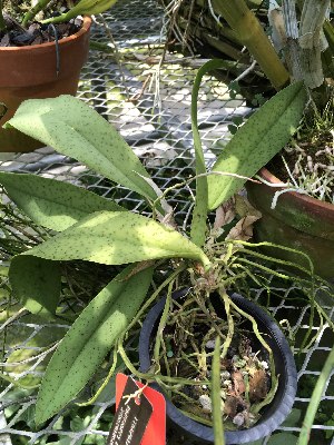  (Trichocentrum lanceanum - ORDNA00879)  @11 [ ] Copyright (2019) Unspecified Atlanta Botanical Garden
