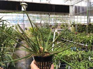  (Christensonella pachyphylla - ORDNA00880)  @11 [ ] Copyright (2019) Unspecified Atlanta Botanical Garden