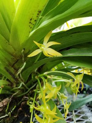  (Angraecum huntleyoides - BB33)  @11 [ ] Copyright (2019) Unspecified Atlanta Botanical Garden