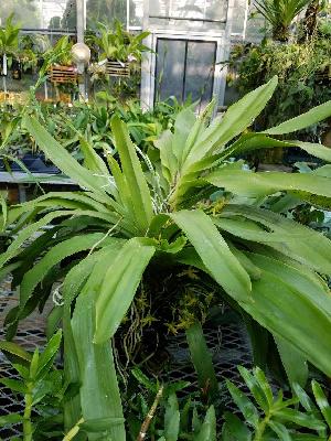  ( - BB33)  @11 [ ] Copyright (2019) Unspecified Atlanta Botanical Garden