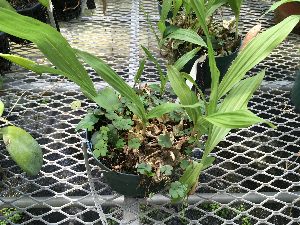  (Ancistrochilus rothschildianus - ORDNA00869)  @11 [ ] Copyright (2019) Unspecified Atlanta Botanical Garden