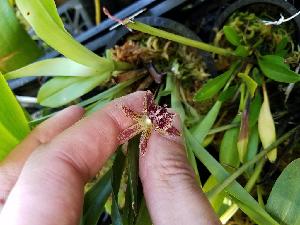  ( - ORDNA00784)  @11 [ ] Copyright (2019) Unspecified Atlanta Botanical Garden